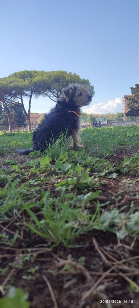 A Dog at the Park
